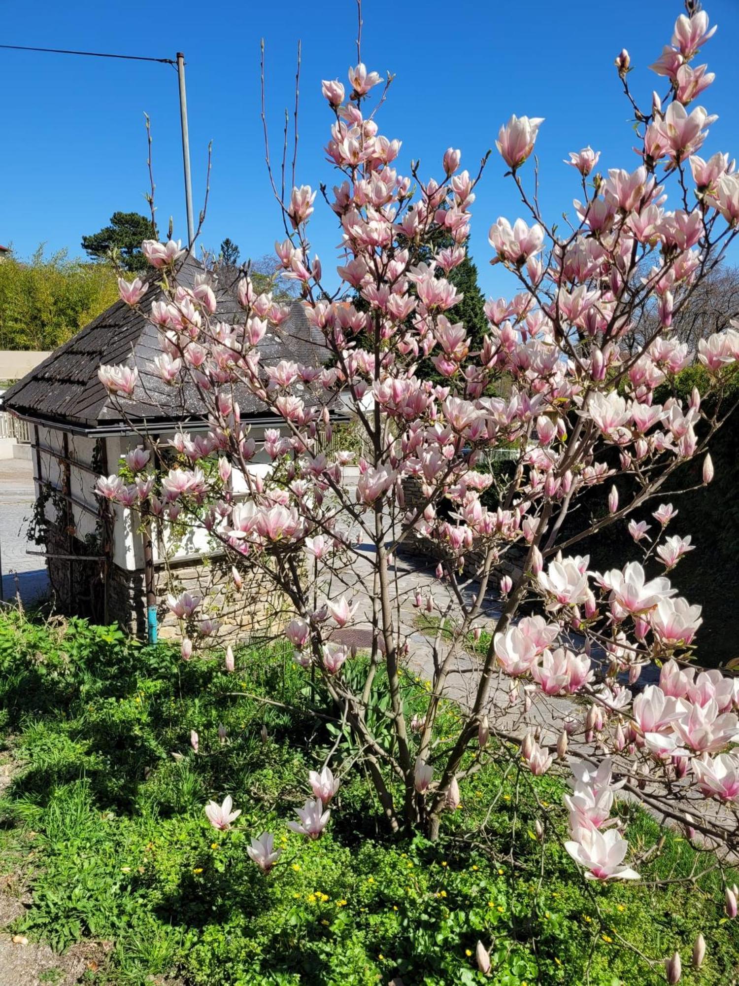 באדן Landhaus Am Kurpark מראה חיצוני תמונה